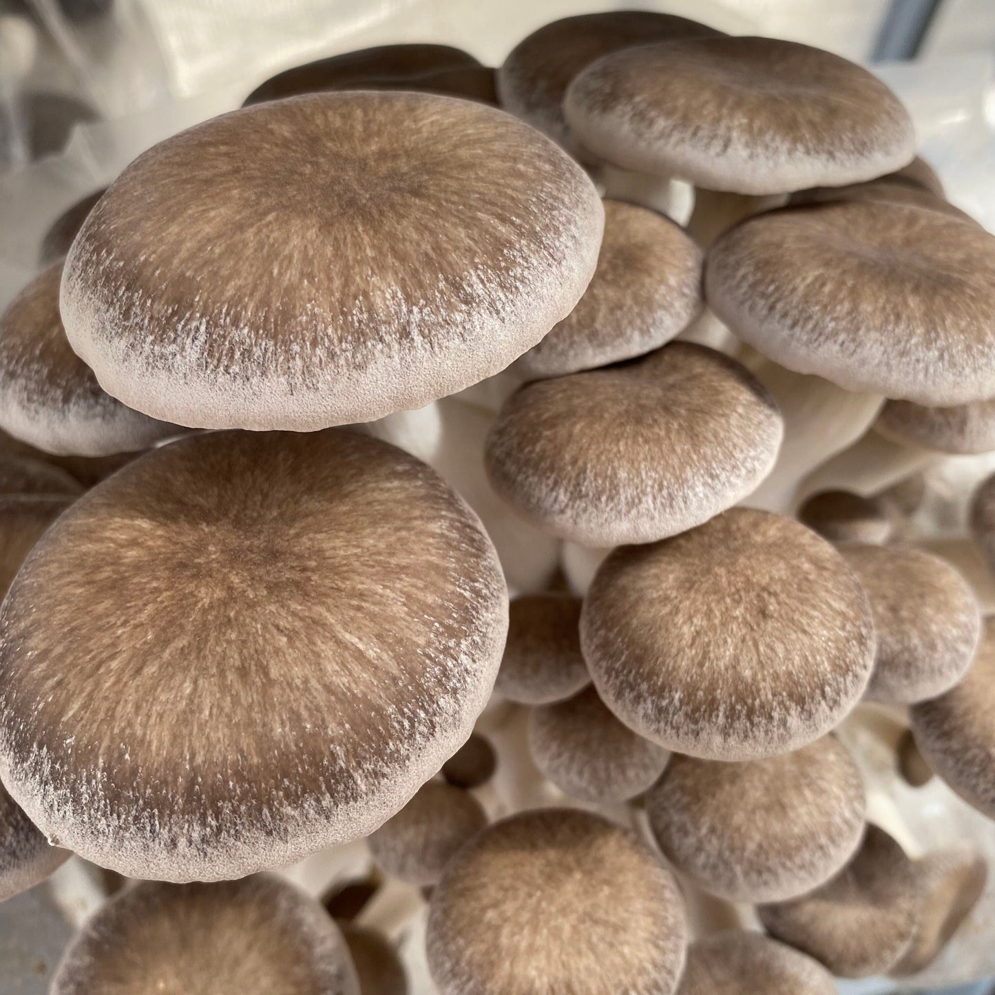 Black Pearl Oyster Mushrooms