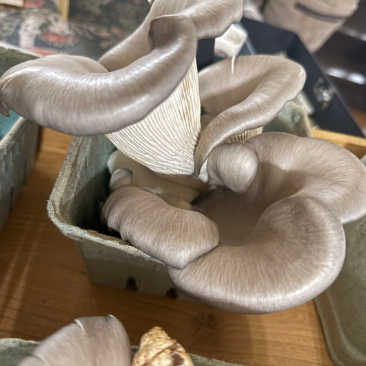 Oyster Mushrooms