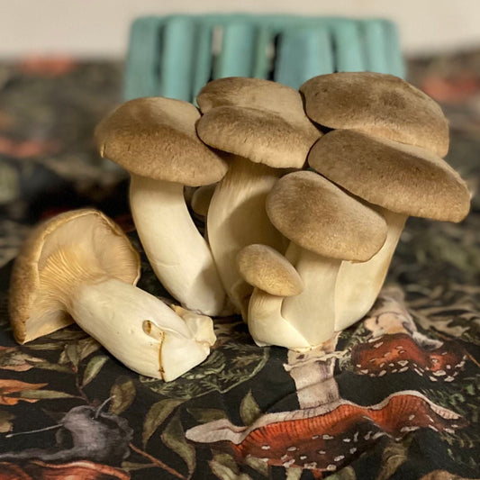 King Oyster Mushrooms