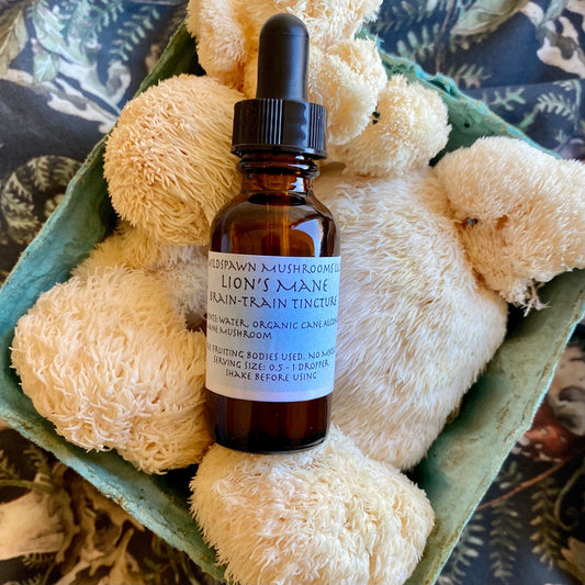 Lion's Mane Tincture
