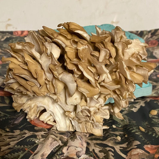 Maitake / Hen of the Woods