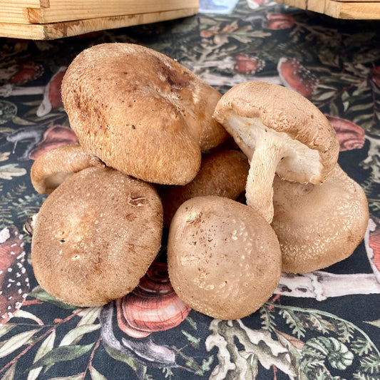 Shiitake Mushrooms
