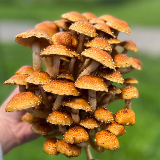 Chestnut Mushroom
