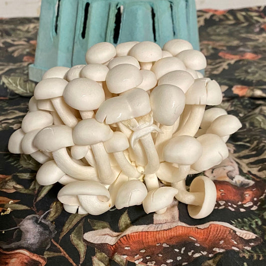 White Beech Mushroom