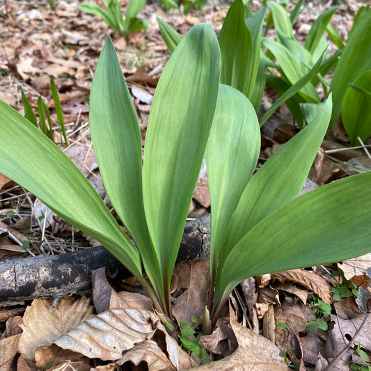 Ramps