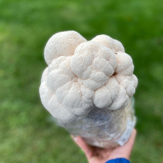 Lion's Mane
