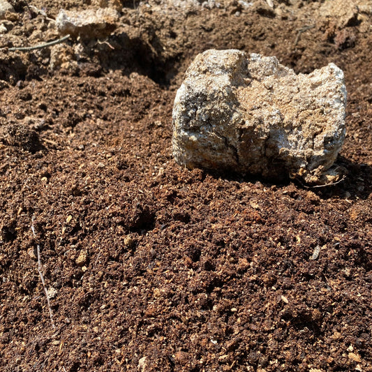 Mushroom Compost